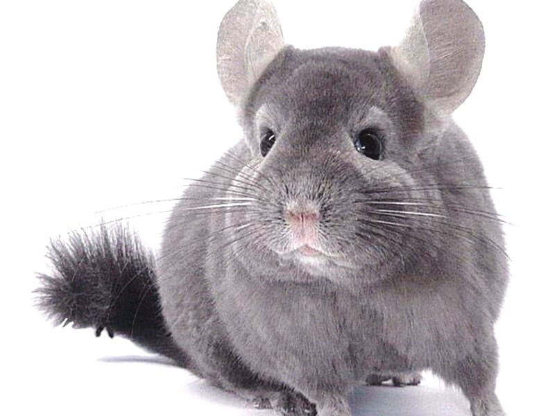 Chinchilla