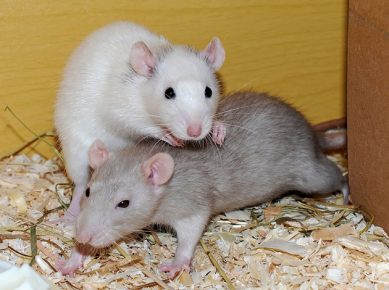 Rat