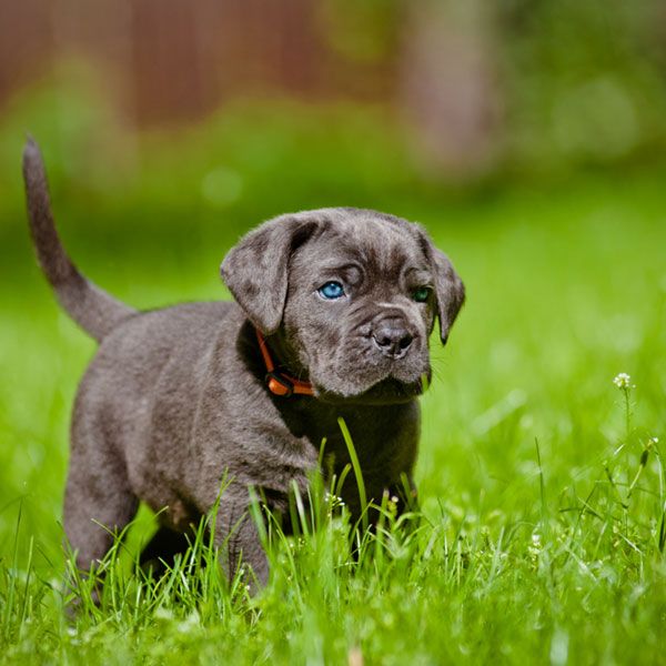 Cane Corso štenad su divne plavooke bebe koje su pune snage i energije