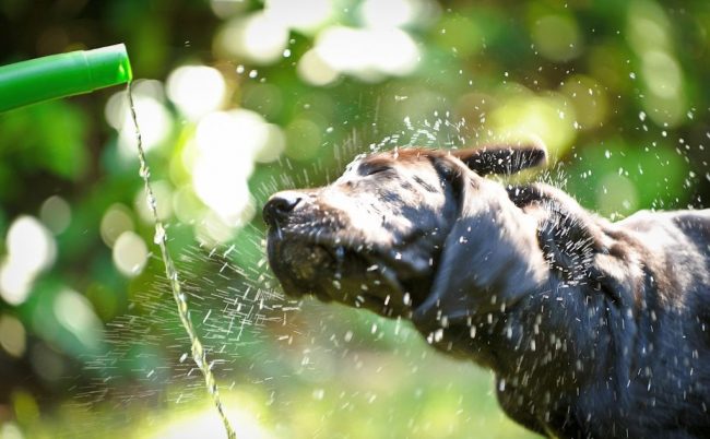 Odrasli psi Cane Corso, štenad se voli tuširati na vrućini
