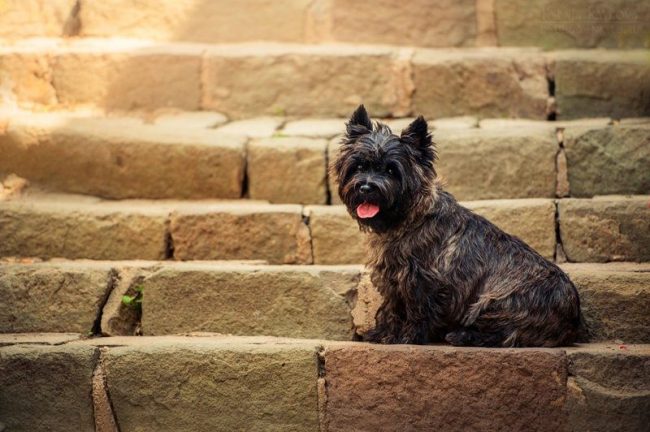 Kern Terrier je sjajan branitelj s dobro razvijenim lovačkim instinktom. Pametan je, odan i vrlo društven. Kern Terrier je sjajan branitelj s dobro razvijenim lovačkim instinktom. Pametan je, odan i vrlo društven.