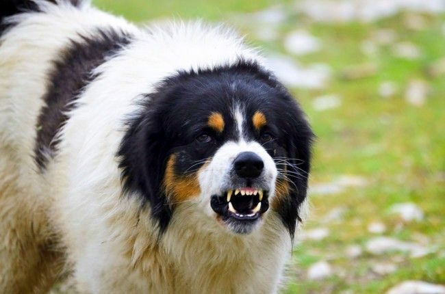 Prirodna dina, nadimak Lucky mu neće odgovarati. Prirodna dina, nadimak Lucky mu neće odgovarati.