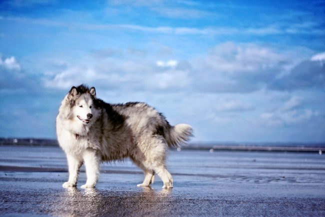 Chic Alaskan Malamute mora nositi nadimak Chic Alaskan Malamute mora nositi nadimak