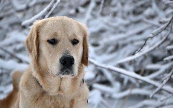 tužni labrador