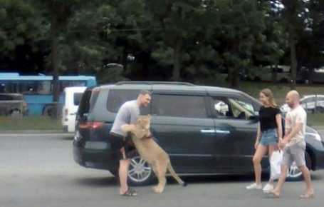 Hodni lav se šeta kao kućni ljubimac