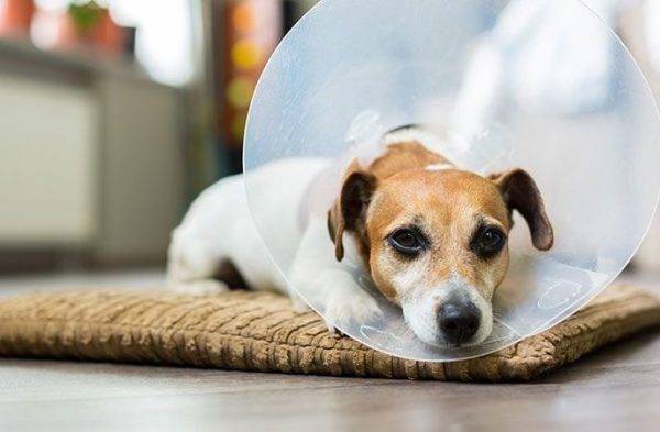 Veterinarska ogrlica za liječenje lišaja