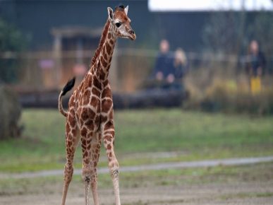 Rothschild žirafa mladunče u Safari parku u Engleskoj