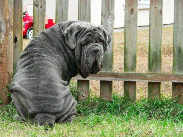 Neapolitanski Mastino sjedi