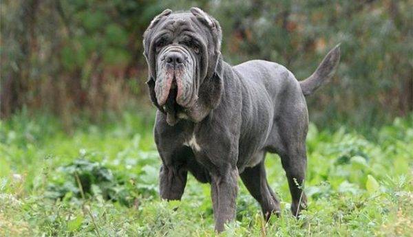 Neapolitski mastino izgleda