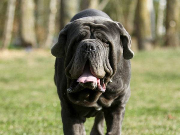 Mastino napuljska njuška