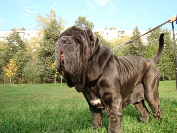 Napuljski Mastino šeta