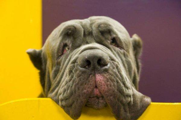 Napuljski Mastino na žutoj ljubiči