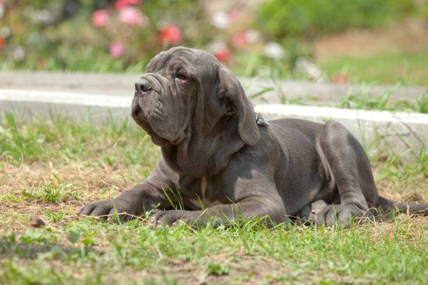 Napuljski Mastino na travi