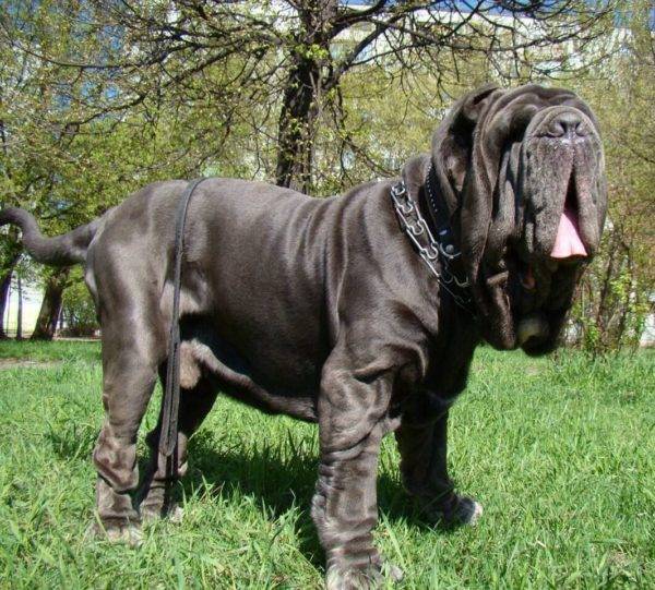 Opis neapolitske pasmine Mastino