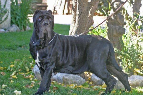 Napulj Mastino u šetnji