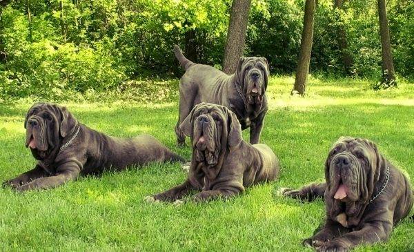 Mastino napuljski u parku