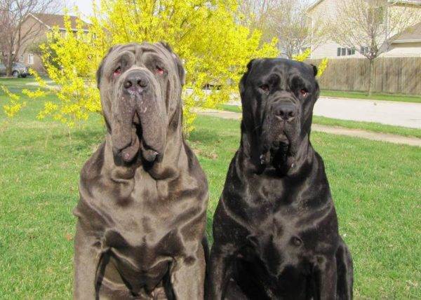 dva napolitanska mastino