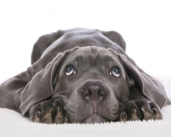 štenad mastino napolitanski