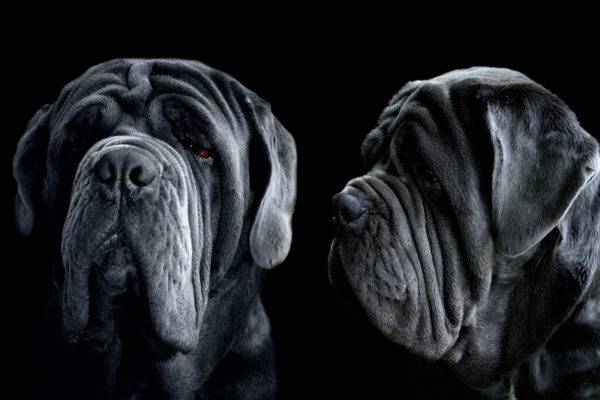 Neapolitanska mastino lijepa fotografija