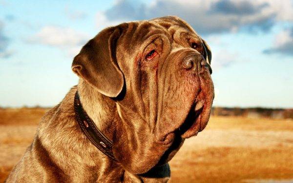 Napuljski mastino na prekrasnoj pozadini