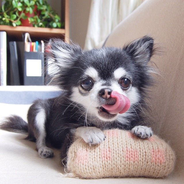 foto Chihuahua mini dugodlaka