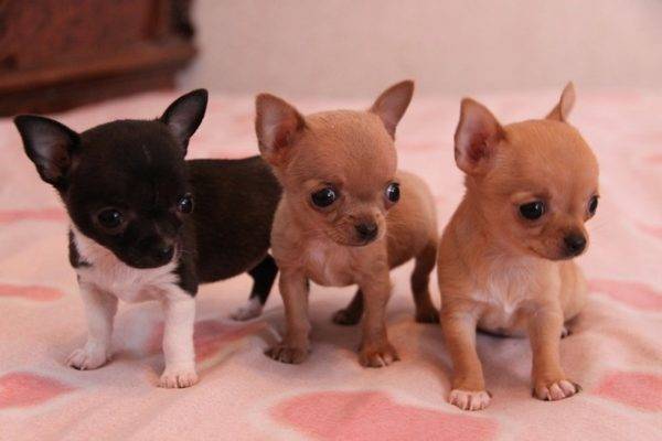Fotografija mini štenaca Chihuahua