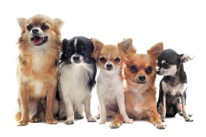 Fotografija pasa Chihuahua standardnih i mini