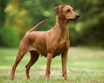 Njemački Pinscher Njemački Pinscher, Deutscher Pinscher