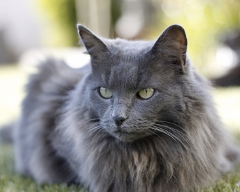 Nibelung Nebelung, Ruska plava dugodlaka