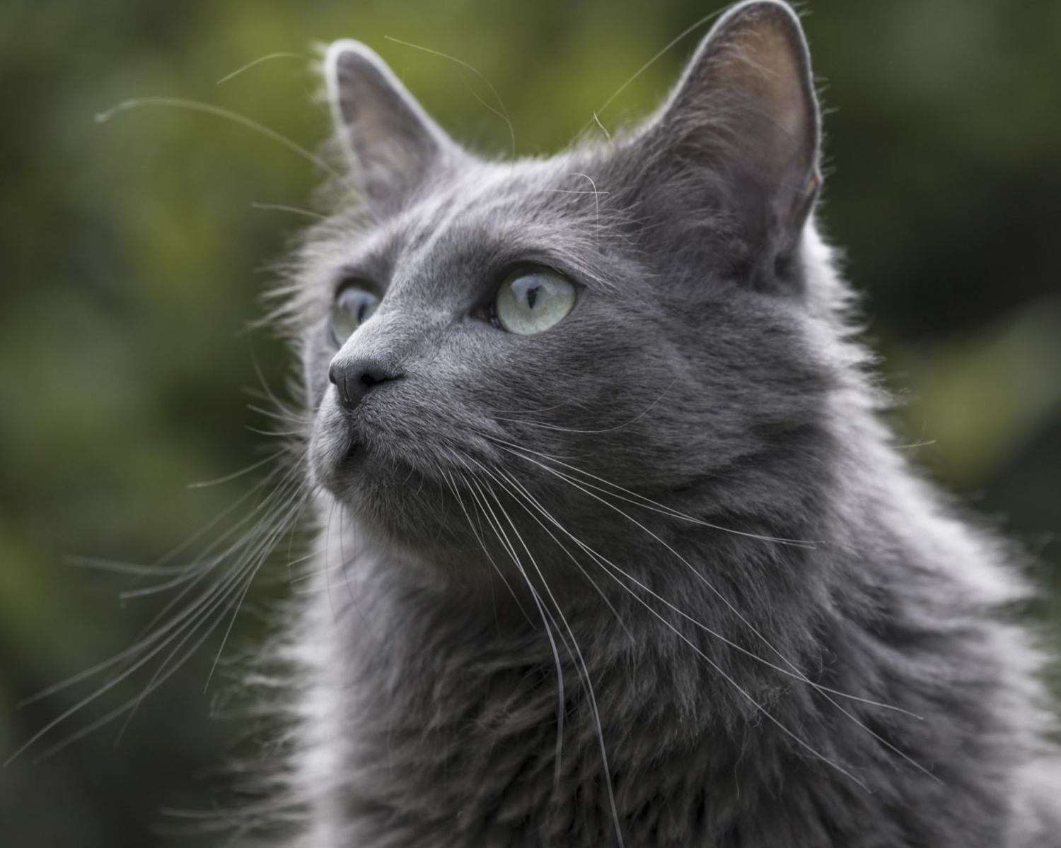nibelung fotografija