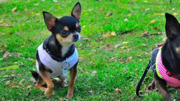 Značajke Chihuahua treninga pročitajte članak