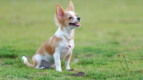 Chihuahua obuka Pročitajte članak
