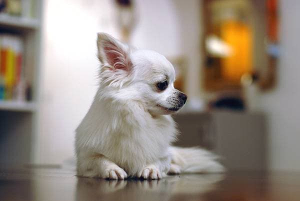 Chihuahua trening. Delikatna toaleta