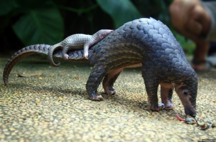 Pangolin sa mladunčetom