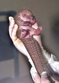 Mali pangolin