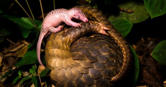 Pangolin i mladunče