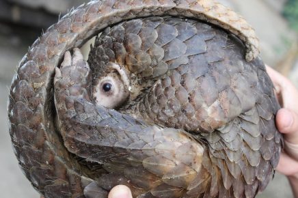 Pangolin se uvijen