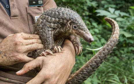 Pangolin u rukama čovjeka