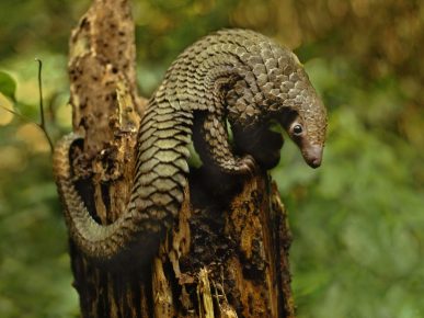 Pangolin na starom panju