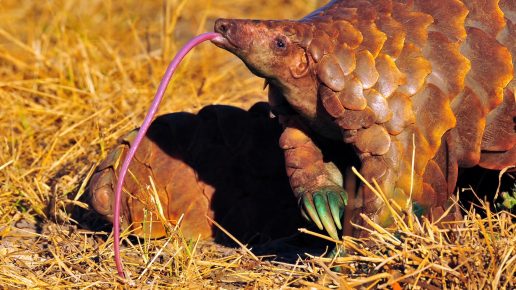 Pangolinski jezik