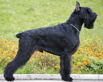 Giant Schnauzer Riesenschnauzer, Giant Schnauzer, Ruski medvjed Schnauzer