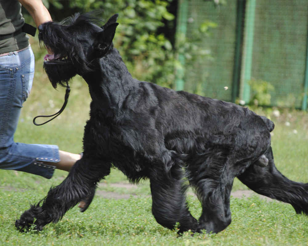 Giant Schnauzer Training