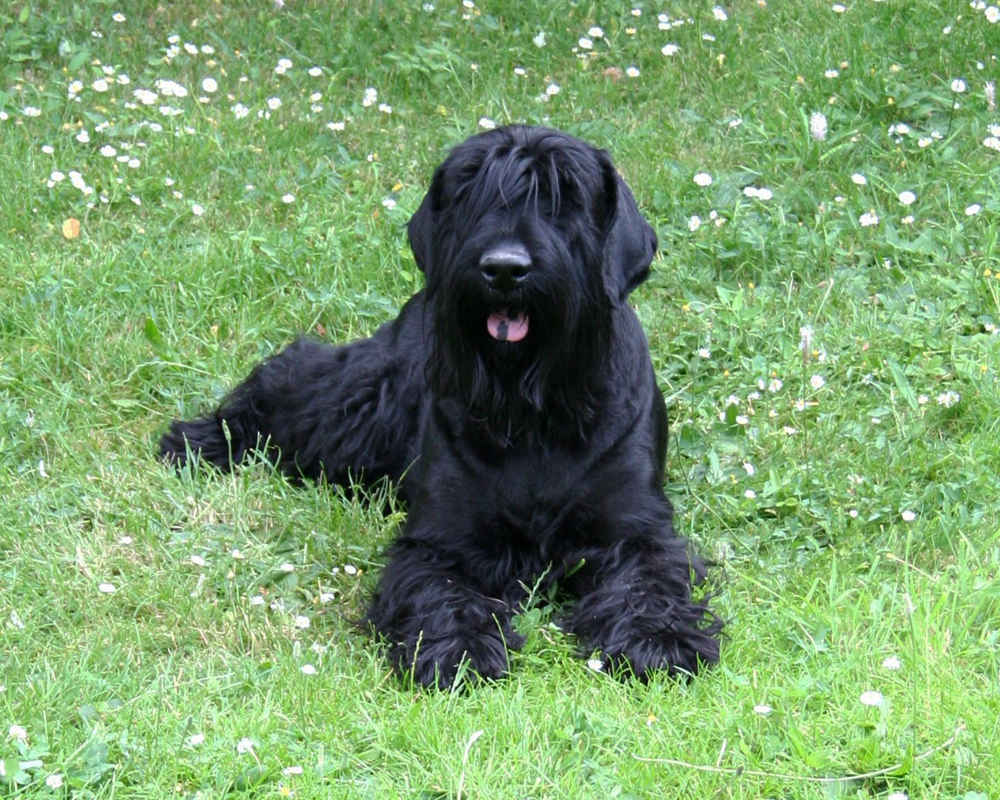 Velikan Schnauzer na travi