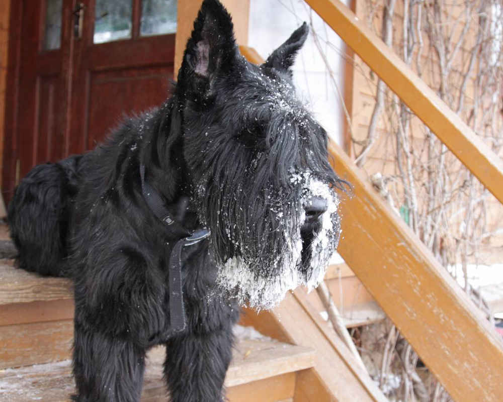 Velikan Schnauzer zimi