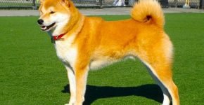 Akita