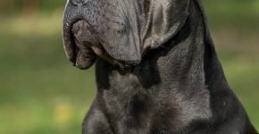 Cane