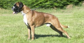Boxer