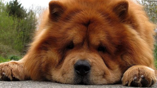 Chow chow crveno