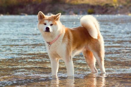 Akita Inu u vodi