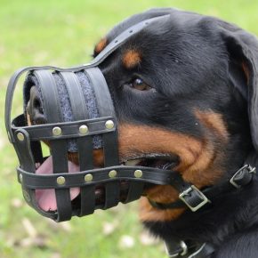 Rottweiler u njušci